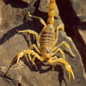 Scorpion venom